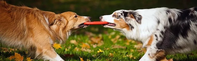 2 collies fighting over a frisbee
